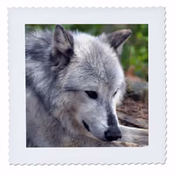 3dRose qs_51794_1 A Closeup of a Wolf Quilt Square  10 by 10-Inch