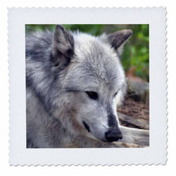 3dRose qs_51794_1 A Closeup of a Wolf Quilt Square  10 by 10-Inch
