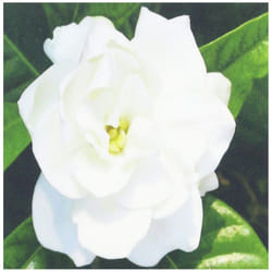 3dRose qs_58584_2 White Gardenia-Quilt Square  6 by 6-Inch