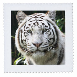 3dRose LLC qs_4845_4 White Tiger Quilt Square  12 by 12-Inch