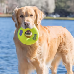 KONG AirDog Squeaker Donut Medium