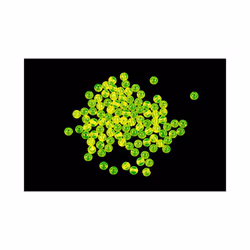 Gemini Genie 3mm Rig Beads (100 Per Pack) - 3mm Chartreuse Chartreuse