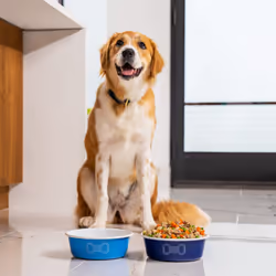 Le Creuset Enamel on Steel Large Dog Bowl  6 Cups  Light Blue