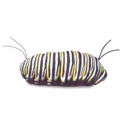 Folkmanis Monarch Life Cycle
