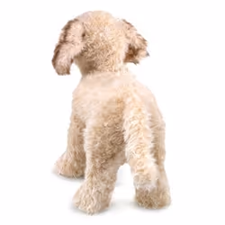 Folkmanis Labradoodle