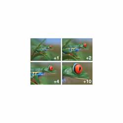 67mm Close-Up Filter Set (+1, 2, 4 and +10 Diopters) Magnification Kit for Nikon CoolPix P900, P950 Digital Camera