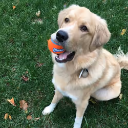 Chuckit! 084001 dog/cat toy