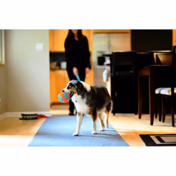 Chuckit! 213201 dog/cat toy - Additional view 6