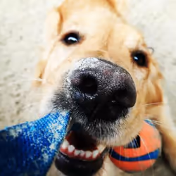 Chuckit! 231201 dog/cat toy