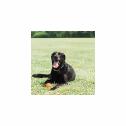 ChuckIt! Tennis Ball  Large 3 Inch 2 Pack