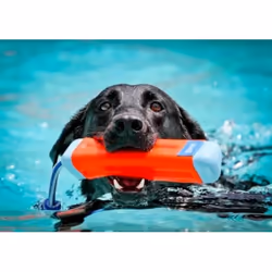 Chuckit! 18300 dog/cat toy