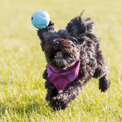 Chuckit! 20220 dog/cat toy - Additional view 5