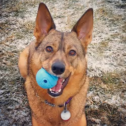 Chuckit! 20220 dog/cat toy - Additional view 6