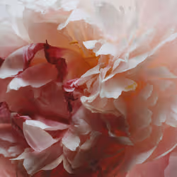 Jo Malone Peony & Blush Suede Cologne 100 ml - Additional view 2