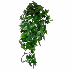 Komodo Philodendron Plant, 40 cm