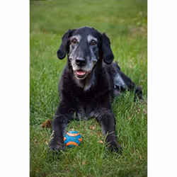 CHUCKIT Ultra Squeaker (2 Pack), Small