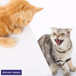 Friends 30 Day Starter Kit | Plug In Anxiety Relief Pheromone Diffuser For Cats With 48ml Feliway Friends Refill | Reduce Conflict In A Multi-Cat