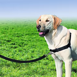 PetSafe Easy Walk Harness & 1.8m Lead for Extra Large Dogs No Pull Collar, Black