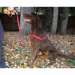 PetSafe Easy Walk Harness for Small/Medium/Large Dogs, Large, Pink