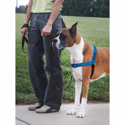 PetSafe, Easy Walk Deluxe Harness,Medium/Large, Ocean Blue,, 1.8 metre leash, No pull, Training, Adjustable, for small / medium / large dogs