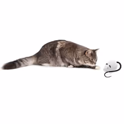 PetSafe FroliCat, Interactive, RoloRat Automatic Cat Teaser, Light up, Random movement, Active, exercise Cat Toy