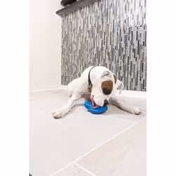 PetSafe Freezable Treat Food Dispensing Chew Toy, Medium/Large, Chilly Penguin