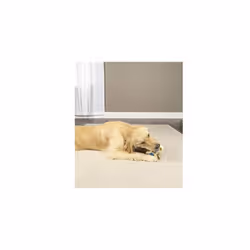 Busy Buddy Forever Bone Dog Chew Toy, Treat Holding Dog Toy for Strong Chewers, Hard Wearing, for small Dogs, Small