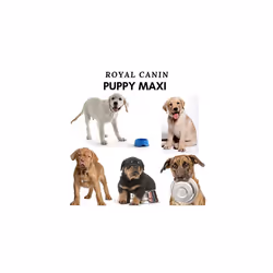 Royal Canin Maxi Puppy / Junior Wet Dog Food 40 Packs 140g Each Specially Developed For Young And Growing Large Breed Dog Up To 15 Months Old