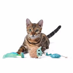 STAR WARS for Pets GROGU Cat Toy Teaser with Plush  Feathers & Pom Poms | Bouncy Teaser Cat Toy with Hungry GROGU| Interactive Toy for Cats  Dancing T
