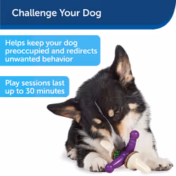 PetSafe Busy Buddy Jack - Treat Holding Dog Chew Toys - Helps Clean Teeth - Vanilla Scented Rubber for Strong Chewers - Treat Refills Included  Intera