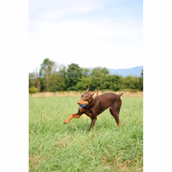 Chuckit! Ultra Squeaker Ball Large 1-pack