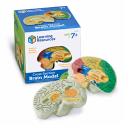 Learning Resources Soft Foam Cross-Section Human Brain Model, 7 yr(s), Foam, Multicolour