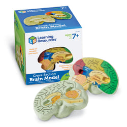 Learning Resources Soft Foam Cross-Section Human Brain Model