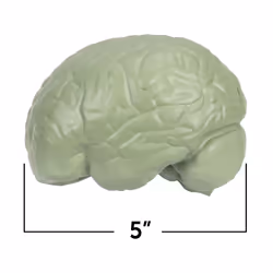 Learning Resources Soft Foam Cross-Section Human Brain Model