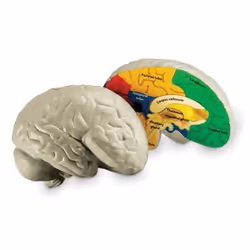 Learning Resources Soft Foam Cross-Section Human Brain Model