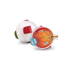 Learning Resources Soft Foam Cross-Section Eye Model