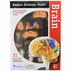 Learning Resources Human Anatomy Brain Model