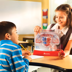 Learning Resources Pumping Heart Model