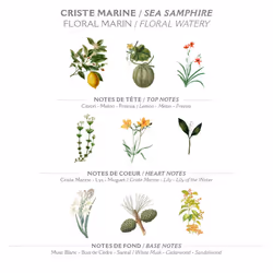 Panier des Sens - Marseille Liquid Hand Soap - Sea Samphire Hand Wash - Moisturizing Soap with Coconut Oil - Bathroom & Kitchen Refillable Soap - 97%