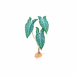 Komodo 784369933703 18 in. Standing Plant - White Vein