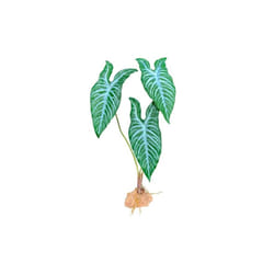 Komodo 784369933703 18 in. Standing Plant - White Vein