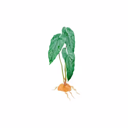 Komodo 784369933710 18 in. Standing Plant - Emerald Vine