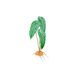Komodo 784369933710 18 in. Standing Plant - Emerald Vine
