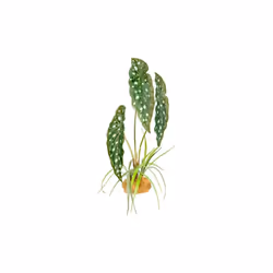 Komodo 784369933727 18 in. Standing Plant - Spotted Begonia