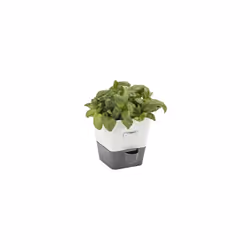 Cole & Mason H105249 Burwell Self-Watering Potted Herb Saver | Windowsill Herb Planter Indoor/Herb Box/Indoor Herb Garden | S ...