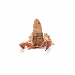 Papo -Hand-Painted - Figurine -Wild Animal Kingdom - Scorpion -50209 -