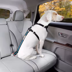 Kurgo Direct To Seat Belt Tether Blue and Black Cat Dog Car Safety Harnesses