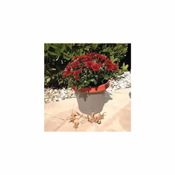 Bloem Terra Two-Tone Saucer 8"""" Taupe w/Honey Dew (STT0835-25)