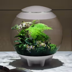 BiOrb Medium Bogwood Orn Bird Terrarium Ornament