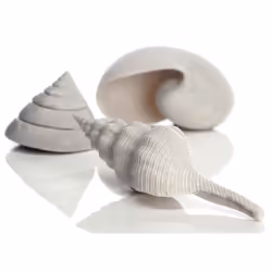Sam Baker Ornamental Sea Shells Pk3 White